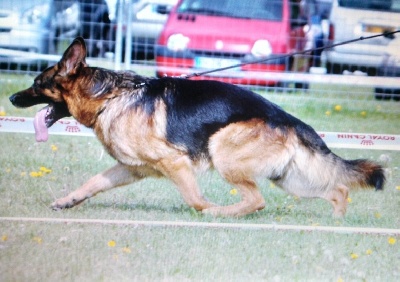 Della stella gemella - Championnat de Belgique 2013