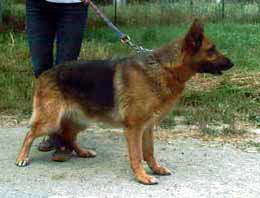 Prima Della stella gemella