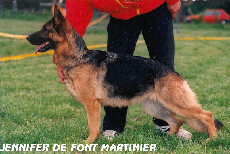 Photos de mes chiens